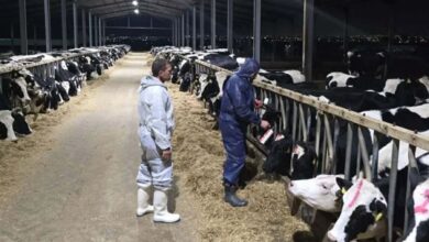 Güney Kıbrıs'ta Şap Salgını Büyüyor: Vakalar Artıyor, Hayvan Varlığının Yüzde 5,5'i Kaybedildi