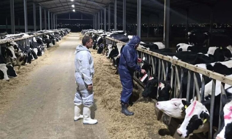 Güney Kıbrıs'ta Şap Salgını Büyüyor: Vakalar Artıyor, Hayvan Varlığının Yüzde 5,5'i Kaybedildi