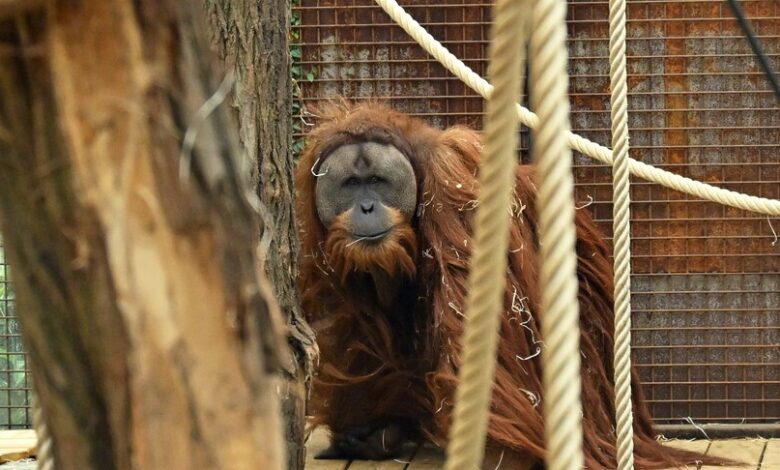 Sumatra'daki Felaket: Dünyanın En Nadir Orangutan Popülasyonunun Yüzde 7'si Yok Oldu