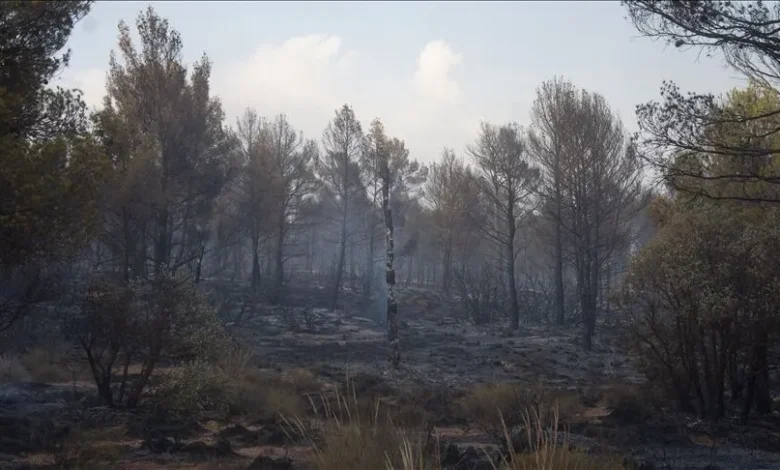 Cezayir'de Alevlerle Mücadele: Bir Günde Çıkan 119 Yangından 114'ü Söndürüldü