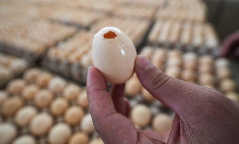 İngiltere'deki Salmonella Salgınında Can Kaybı ve Vaka Artışı