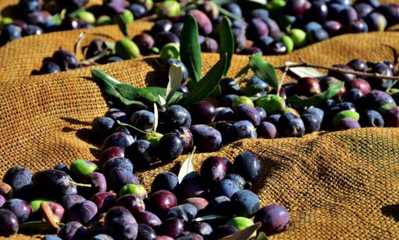 Gazimağusa'da Zeytin Hasadı Tarihleri Açıklandı: Erken Toplayana Yasal İşlem Uyarısı