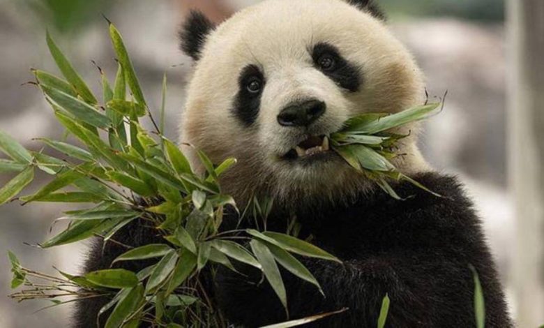 Şi'nin ziyaretinin ardından abd'ye gönderilmesine karar verilen iki panda yola çıktı
