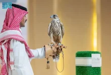 SUUDİ ARABİSTAN'DAKİ ULUSAL ŞAHİN MÜZAYEDESİ'NDE İKİ YAVRU ŞAHİN 374 BİN RİYALE ALICI BULDU