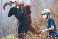 ENDONEZYA'DA ORMAN YANGINLARI: ORANGUTANLARI KURTARMAK İÇİN ZAMANLA YARIŞ
