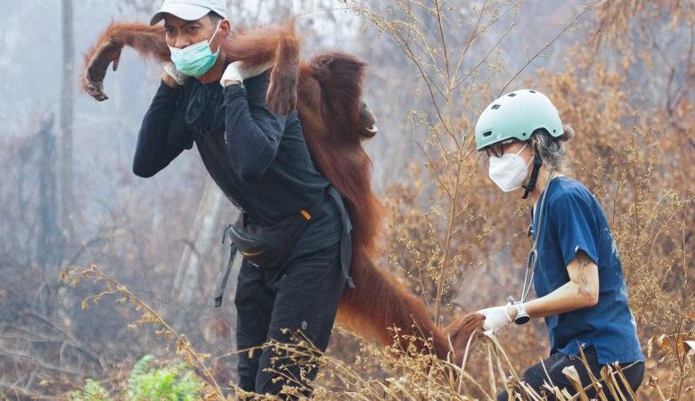 ENDONEZYA'DA ORMAN YANGINLARI: ORANGUTANLARI KURTARMAK İÇİN ZAMANLA YARIŞ