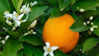 NARENCİYE ÜRETİCİLERİ BİRLİĞİNDEN HÜKÜMETE ÇAĞRI: ÜRÜN ÖDEMELERİ HÂLÂ YAPILMADI